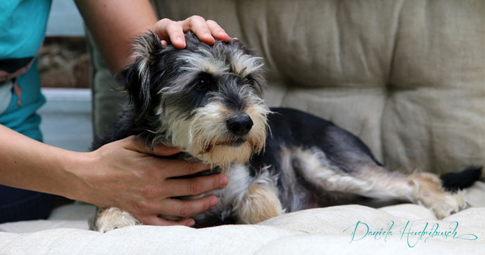 cranio-sacrale-ominpathie-hunde-daniela-hudribusch