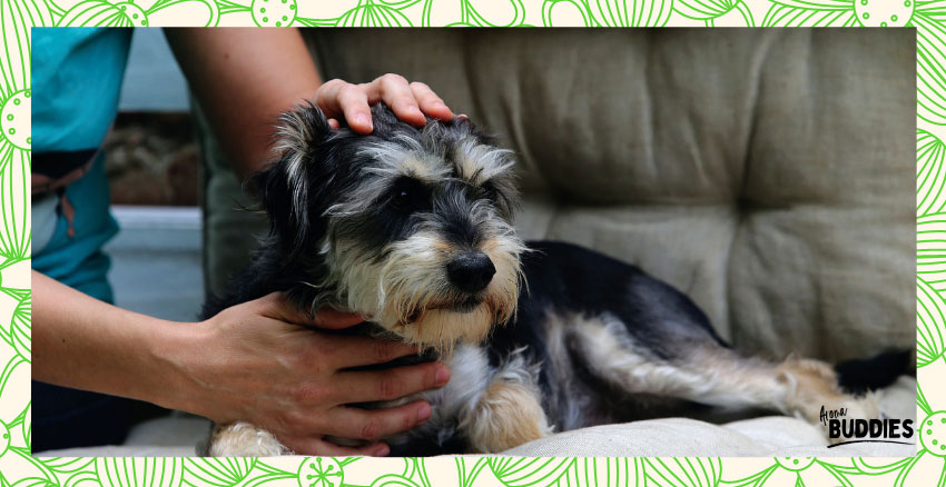 AromaBuddies-hunde-web2