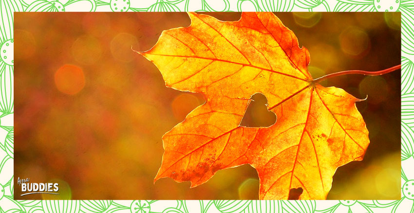 AromaBuddies-Herbst2
