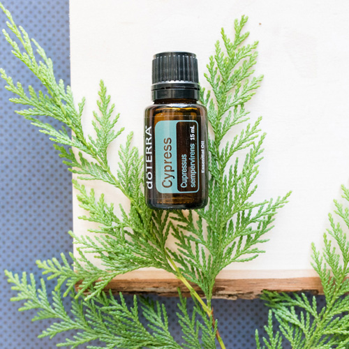 doterra cypress